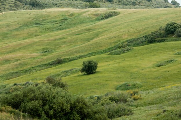 Extra long shot peaceful landscape with trees