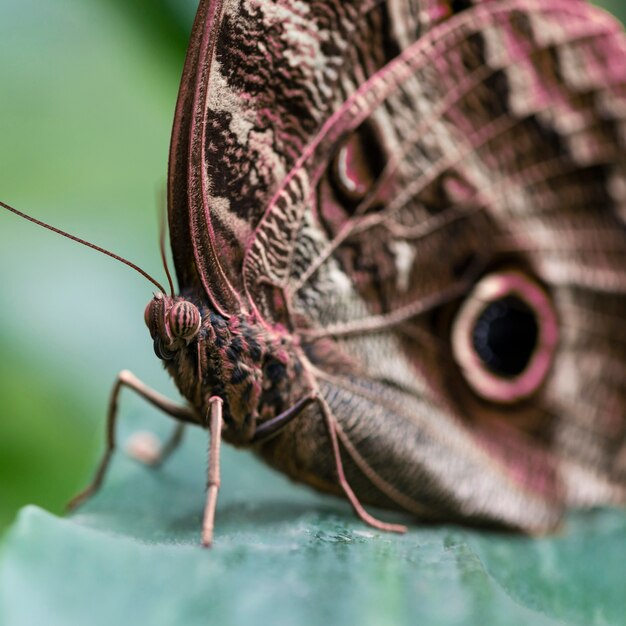 Extreme close up brown butterfly