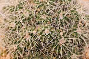 Free photo extreme close-up of a cactus