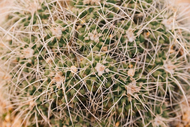 Extreme close-up of a cactus