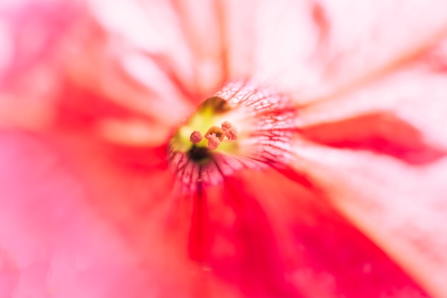 Extreme close up of a colorful flower stamen