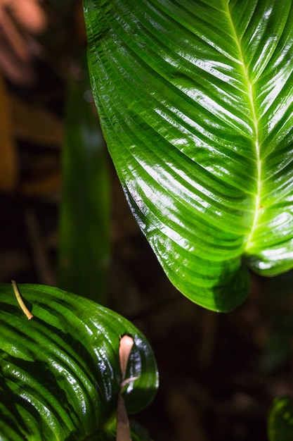 Extreme close-up of dark green leaf pattern
