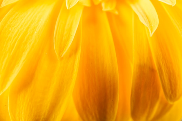 Extreme close-up of delicate yellow flower