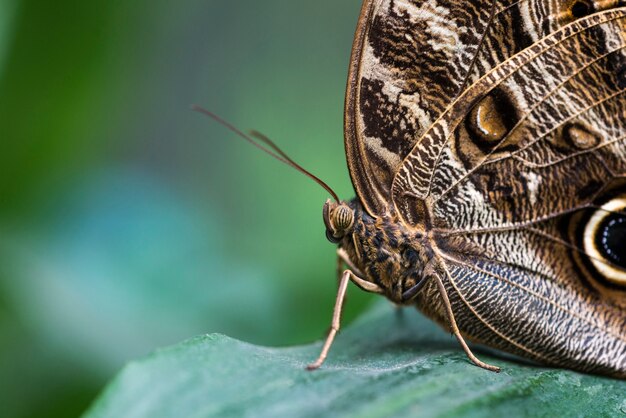 Extreme close up detailed brown butterfly