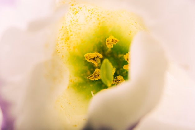 Extreme close-up of a flower