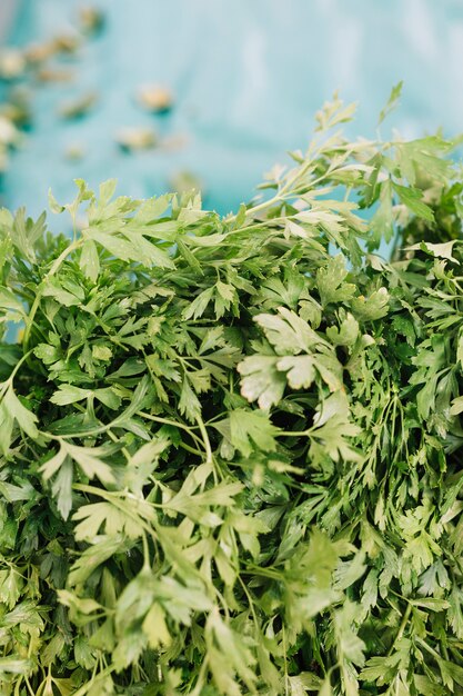 Extreme close-up of green fresh parsley