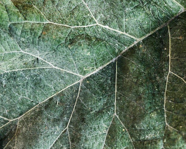 Extreme close-up green leaf texture
