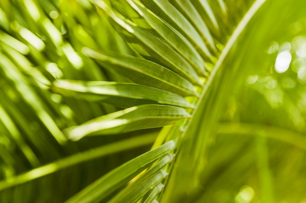 Экстремальный крупный план зеленого пальмового листа в солнечном свете