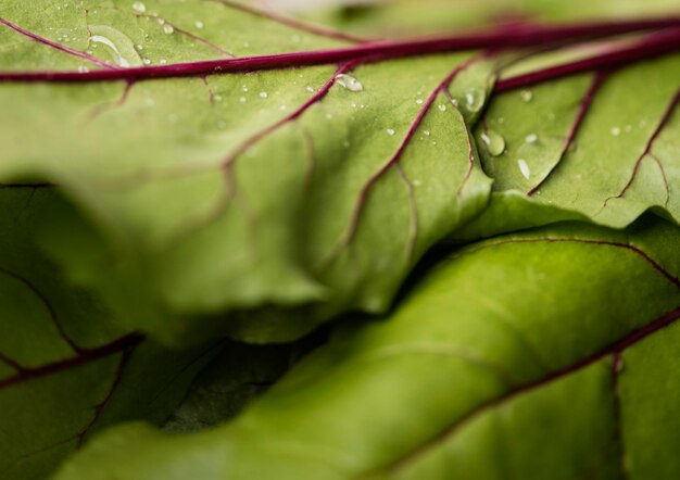 Extreme close-up leaves of fresh swiss chard