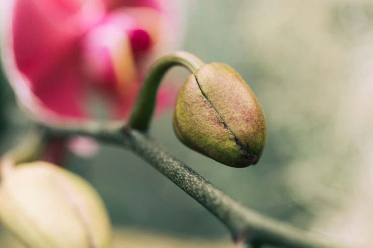Free Photo extreme close-up of moth orchid bud