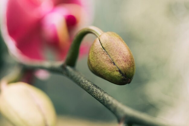 Extreme close-up of moth orchid bud