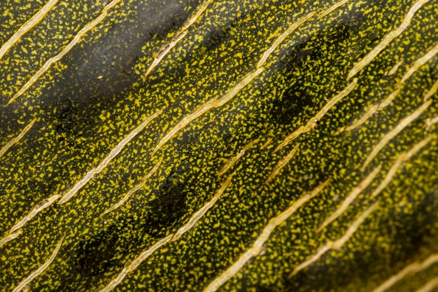 Extreme close up of fish scales stock photo