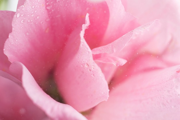 Extreme close-up of a pink rose