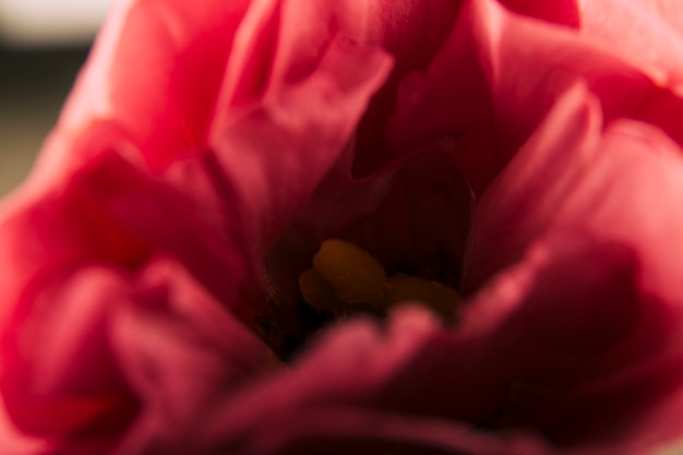 Extreme close-up of a red flower