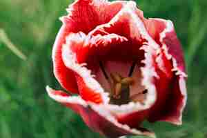 Free photo extreme close-up of tulip flower