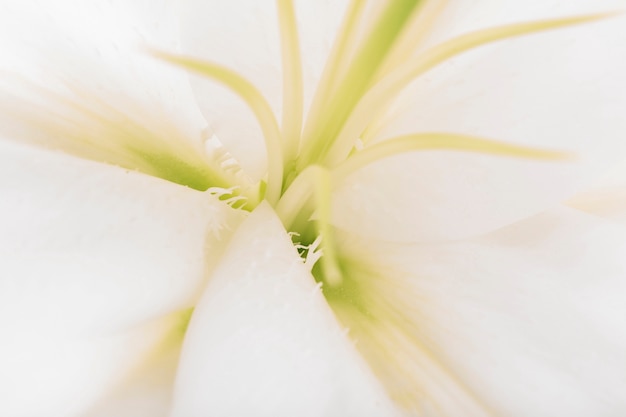 흰 백합 꽃의 극단적 인 클로즈업