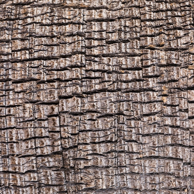 Extreme close-up wooden texture
