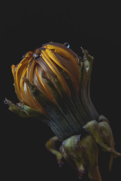 Extreme closeup of a beautiful blown dandelion