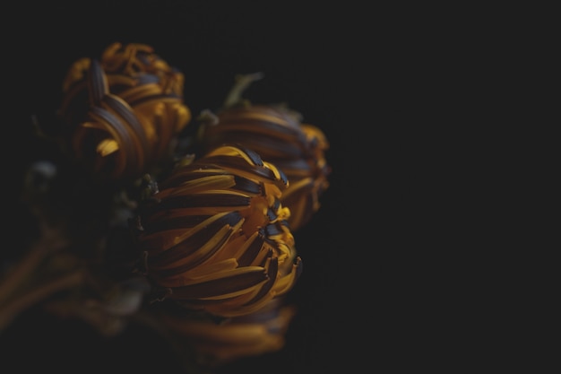 Extreme closeup of a beautiful blown dandelion