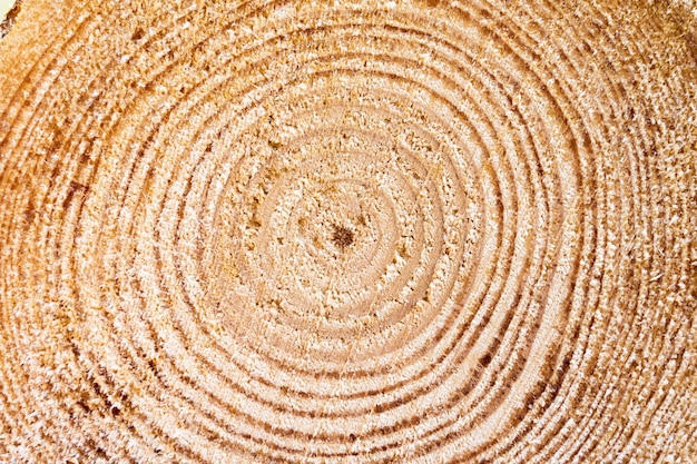 Extreme closeup of a chopped wood with visible ring pattern