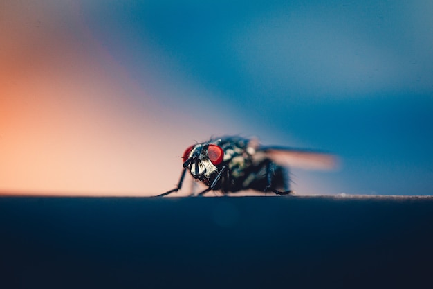 Free photo extreme closeup of housefly resting on a surface