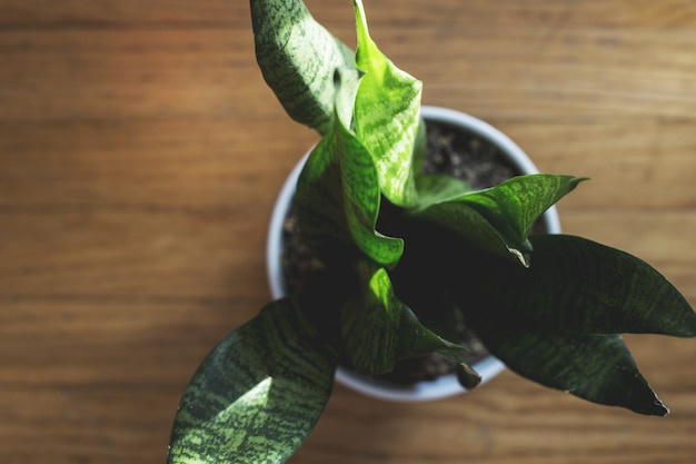 Extreme closeup overhead shot of a green plant in a pot filled with soil