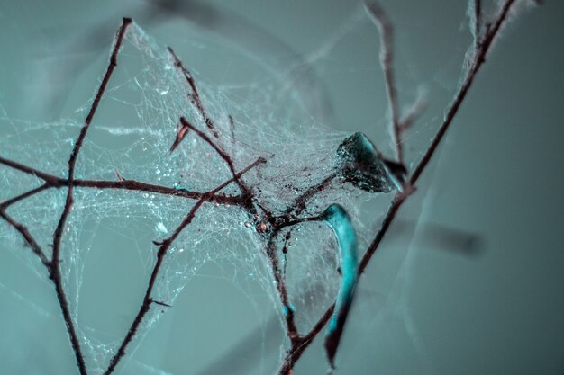 거미줄에 덮여 식물 가지의 극단적 인 근접 촬영