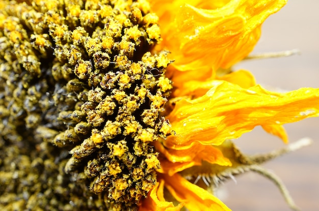 Free photo extreme closeup shot of a dried sunflower