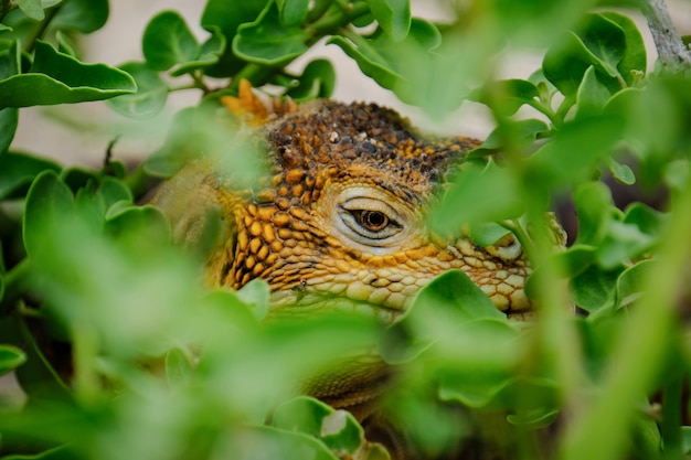 Extreme closeup shot of an iguana hiding in plants