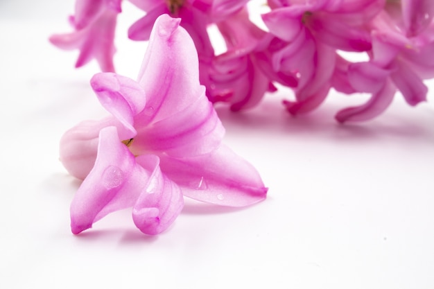 물방울과 핑크 히아신스 꽃의 극단적 인 근접 촬영 샷