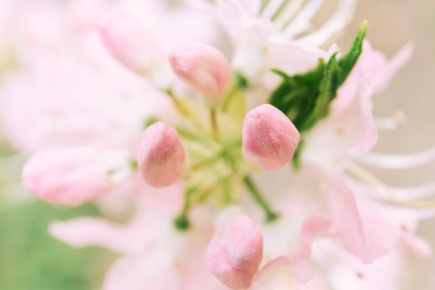 Extreme detail of flowering