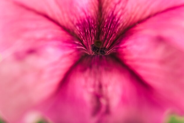 Extreme detail of purple flower
