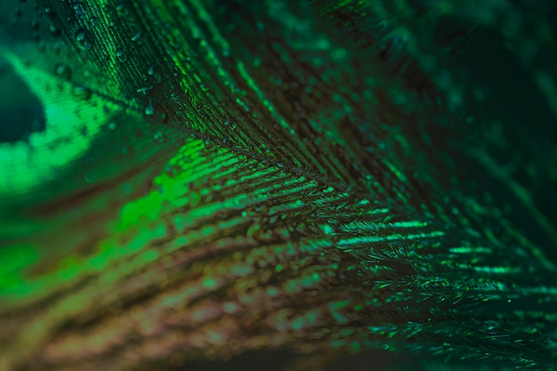 Free photo extreme macro of a green peacock feather