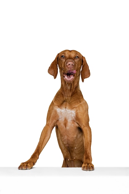 Чрезвычайно красивая умная собака курцхаар позирует стоя изолированно на белом фоне студии