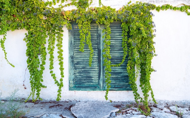 Eye-level shot of a climbing plant hanging over closed windows in Greece