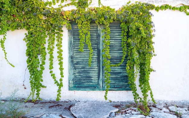 그리스에서 닫힌 창문 위에 매달려 있는 등반 식물의 눈높이 샷