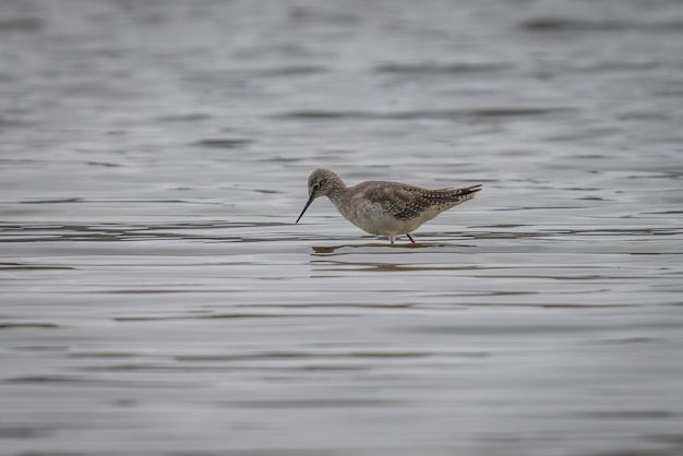 無料写真 水中で餌を探している湖で足の長いタカブシギの鳥の目の高さのショット