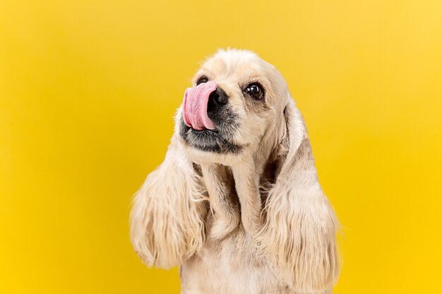 喜びに満ちた目。アメリカのスパニエルの子犬。かわいい手入れの行き届いたふわふわの犬やペットは、黄色の背景に孤立して座っています。スタジオ写真撮影。テキストまたは画像を挿入するための負のスペース。