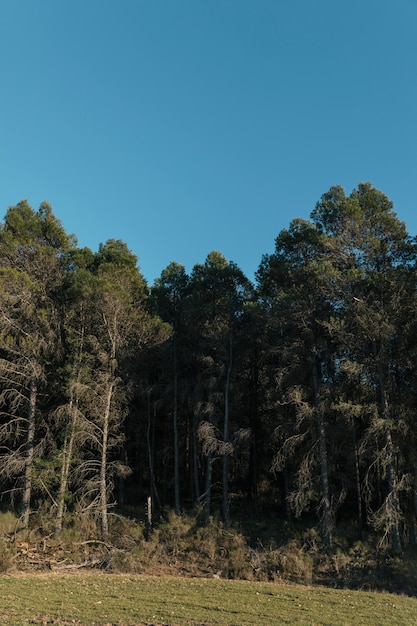 Eyes level shot tall trees with clear sky