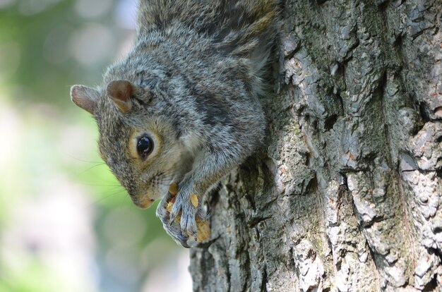 Face of a Squirrel With His Paws Clutching a Nut