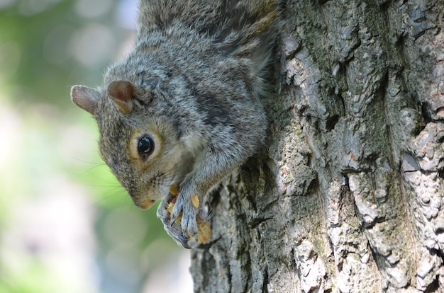 Face of a Squirrel With His Paws Clutching a Nut