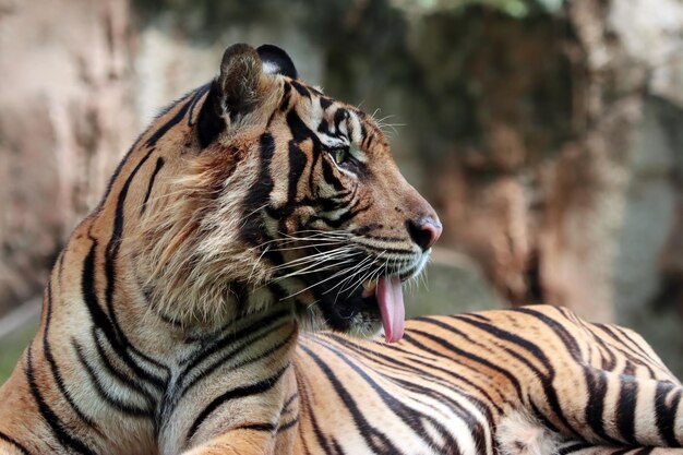 Face of sumatran tiger sumatra tiger is playing in the water