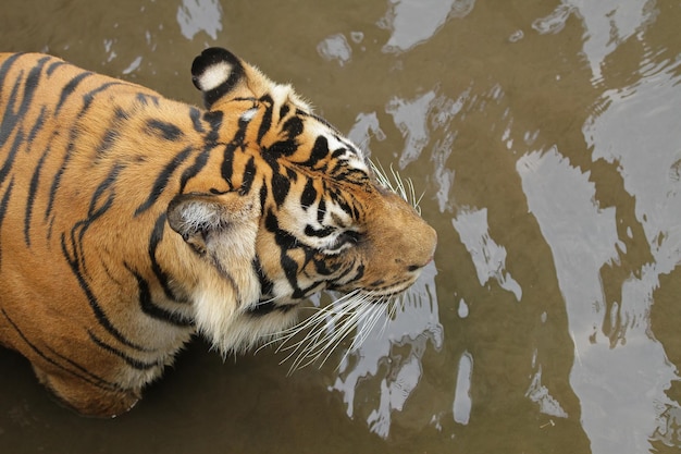 수마트라 호랑이의 얼굴 수마트라 호랑이가 물 속에서 놀고 있다 동물 근접 촬영