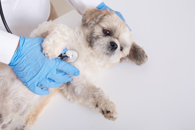 Faceless veterinarian examining pekinese dog with stethoscope