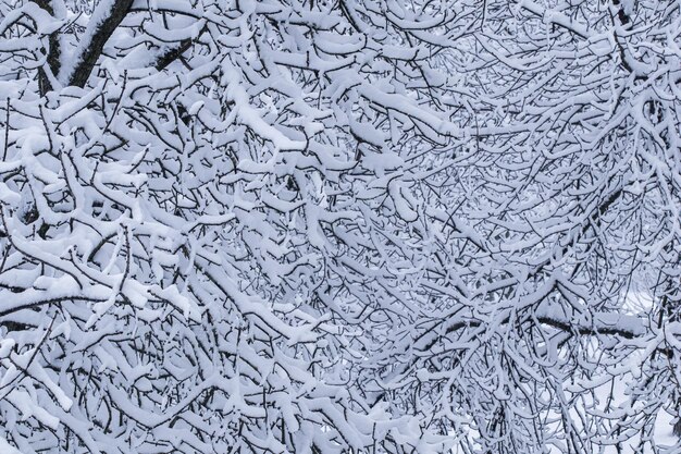 Fairytale fluffy snowcovered trees branches nature scenery with white snow and cold weather