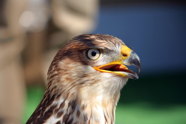 Foto gratuita falcon da vicino