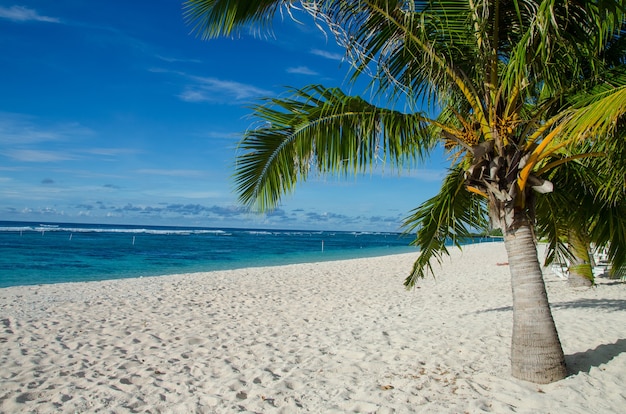 Falealupo Beach surrounded by palm trees and sea under a blue sky in Samoa