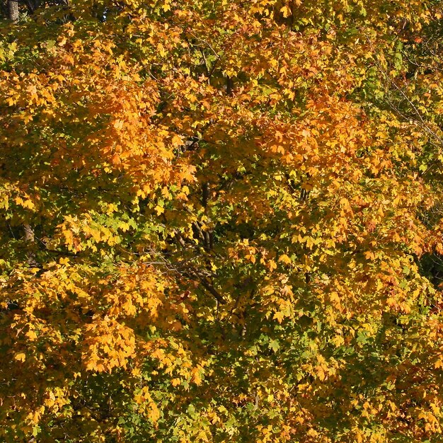 秋の色、紅葉、緑のミックスで黄色