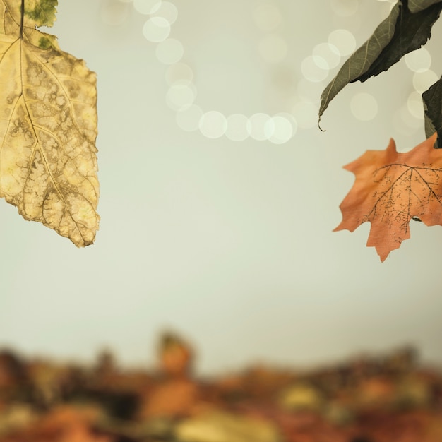 Fall leaves hanging on blurry surface