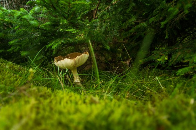 Fall mushroom in the forest on grass